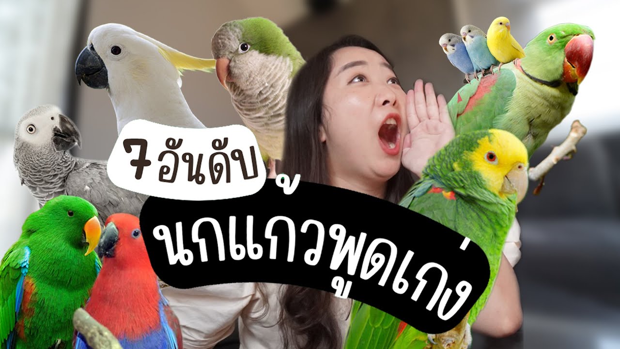 7 อันดับ นกพูดเก่ง+ราคา  EP.270