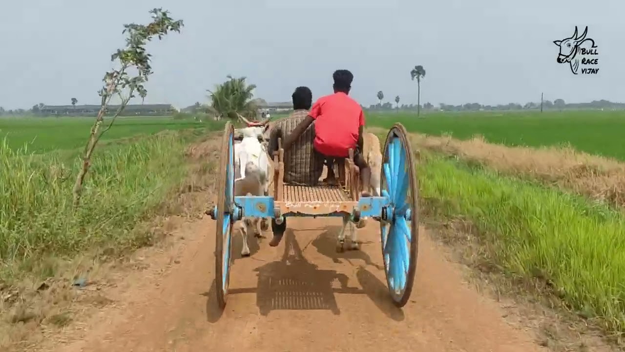 చేబ్రోలు రాష్ట్రస్థాయి ఎడ్ల పందెం జూనియర్స్🐂🏆🐂4.45.59@ మిద్దె గాయత్రిదేవి మురమండ బుల్స్ 