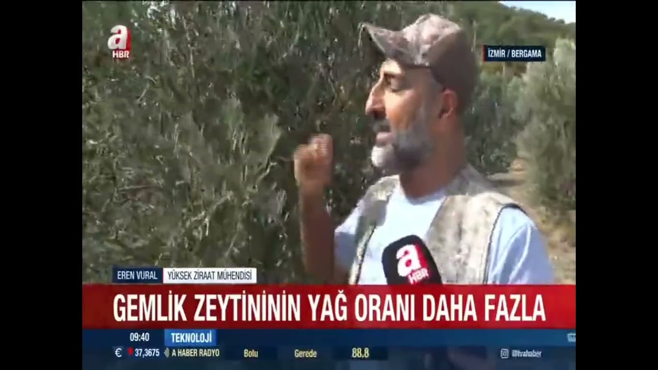 Gemlik Zeytin Hasatı Başladı.#budama #zeytinbudama