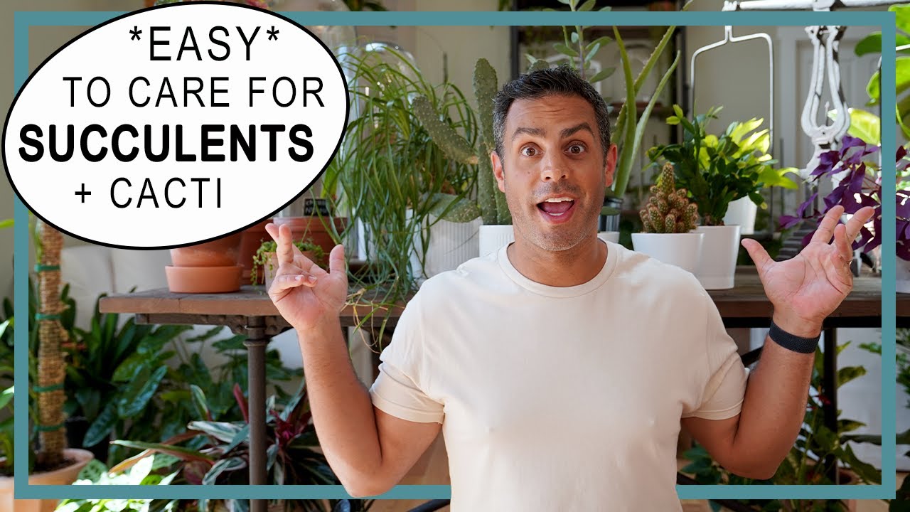 6 Easy Care Succulents And Cactus! My Recommended Choices When It Comes To The Easiest Succulents!