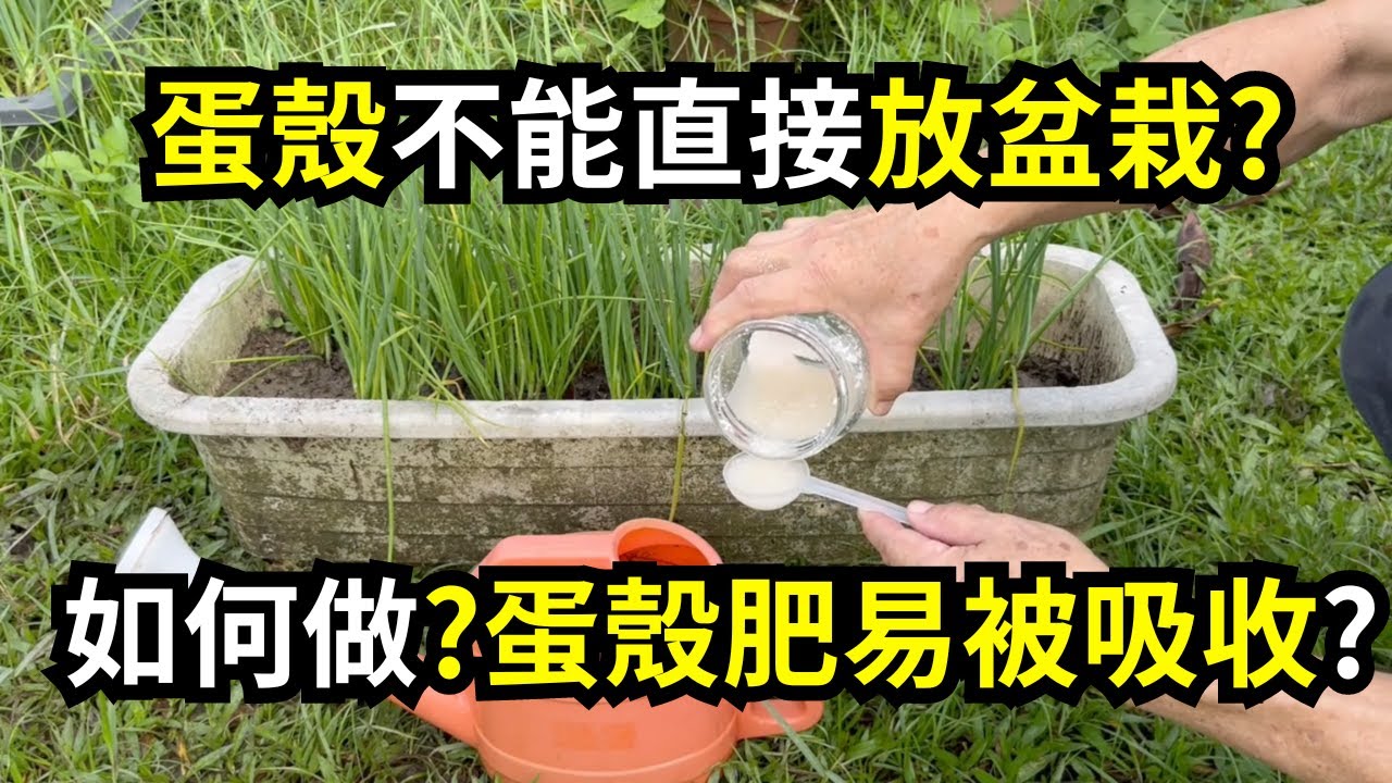 把蛋殼丟在盆栽裡面當有機肥有用嗎?多做一步變成蛋殼液肥，讓蛋殼肥更容易被植物吸收，也不會招蟲 | 阿星種植