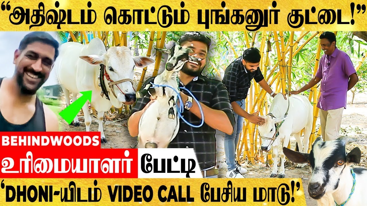 அதிஷ்ட குட்டை மாடும்..! அமெரிக்க ஆடும்..! வியக்க வைக்கும் உயிரினங்கள்..! உரிமையாளர் பேட்டி