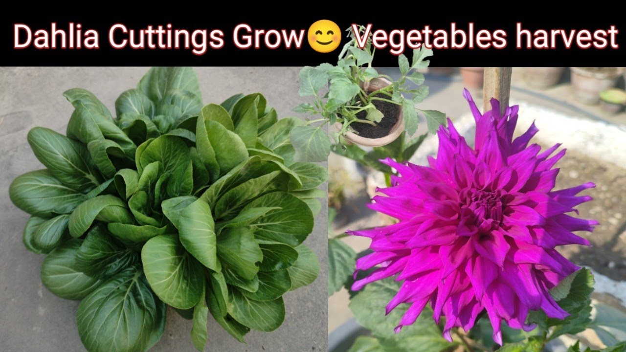 Dahlia Cutting Results &Transplant | Pakchoe Vegetables Harvest | Dahlia Update|
