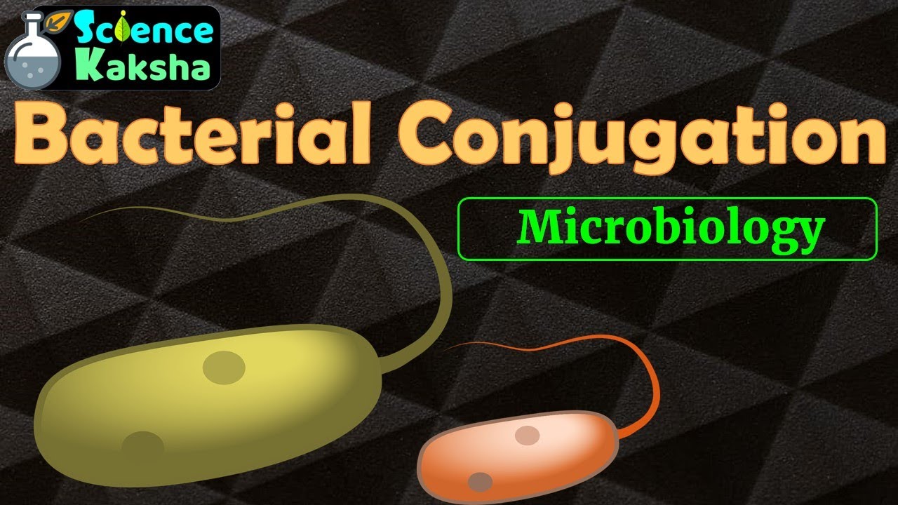BACTERIAL CONJUGATION - Easy and Quick- for CSIR NET/GATE/M.Sc./B.Sc.- Hindi