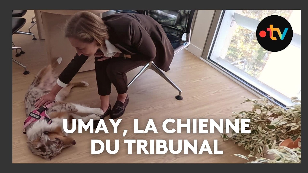 Un chien d'assistance judiciaire au tribunal de Grasse pour aider et apaiser les victimes
