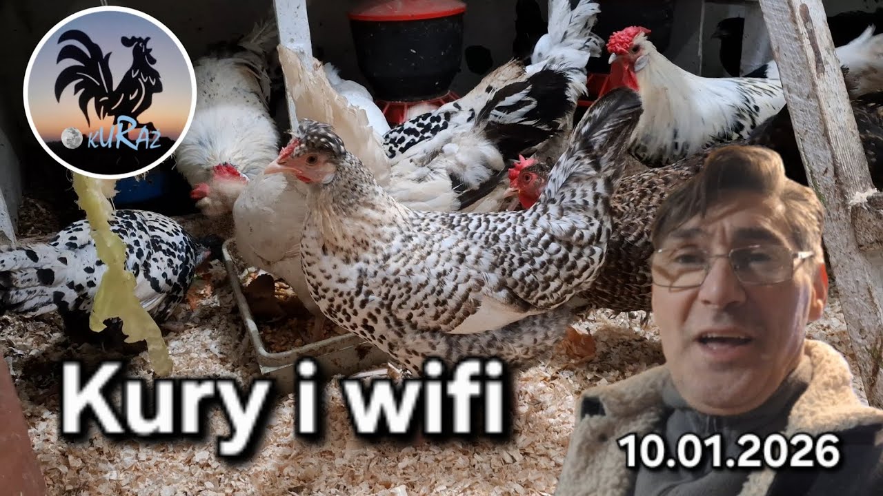 Kury i kanarki * wifi w ogrodzie * 10.01.2026