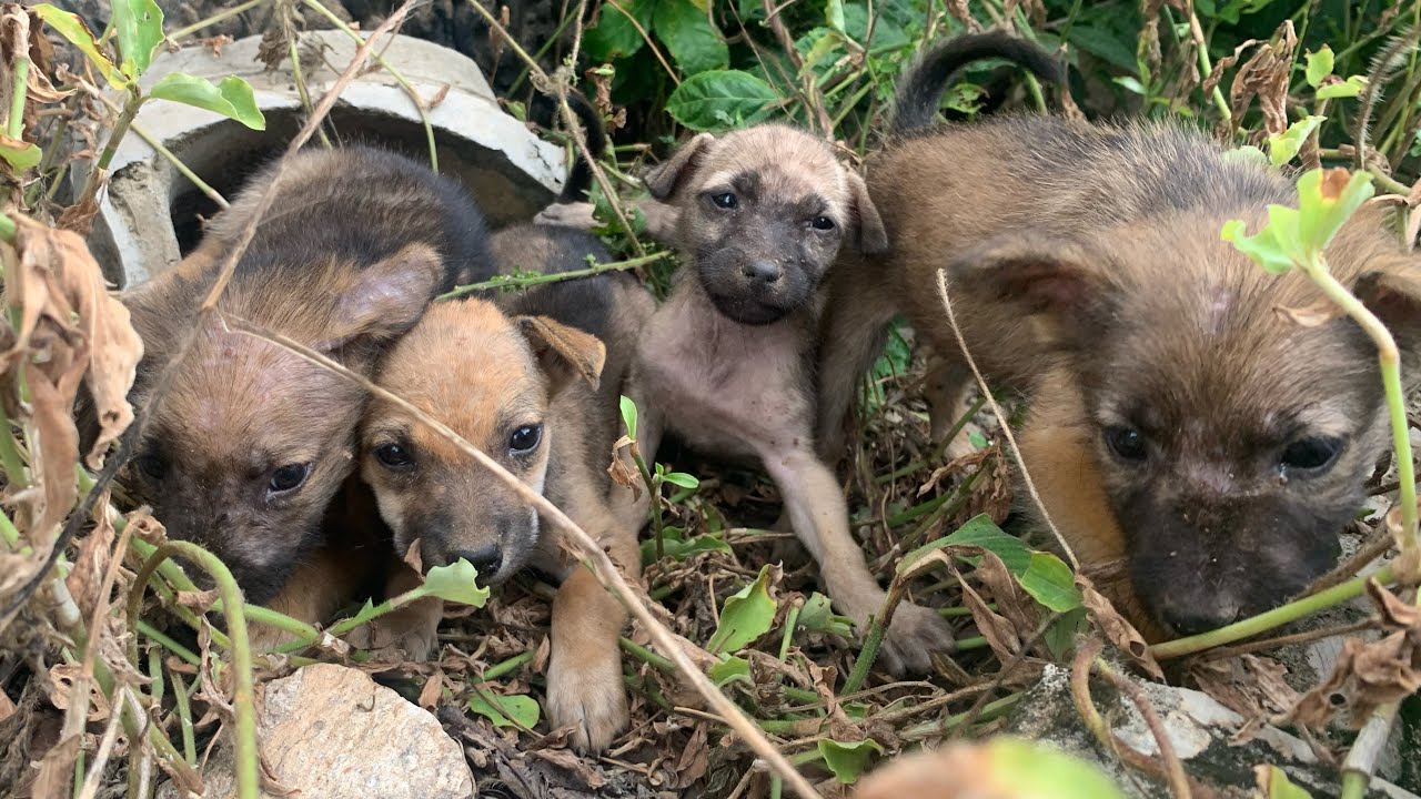 OMG so pity puppies were abandoned without mother| que os cachorros foram abandonados sem a mãe