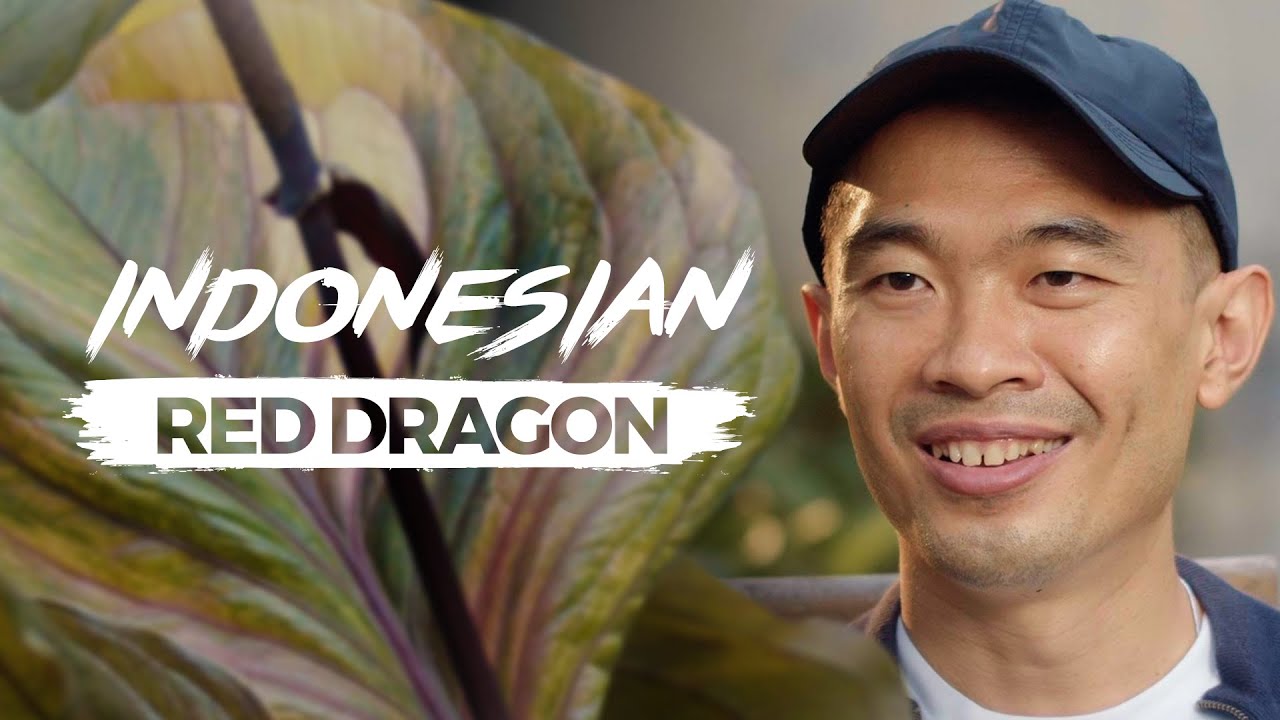 INDONESIAN RED DRAGON: The Most Exotic Anthurium Jenmanii From Indonesia