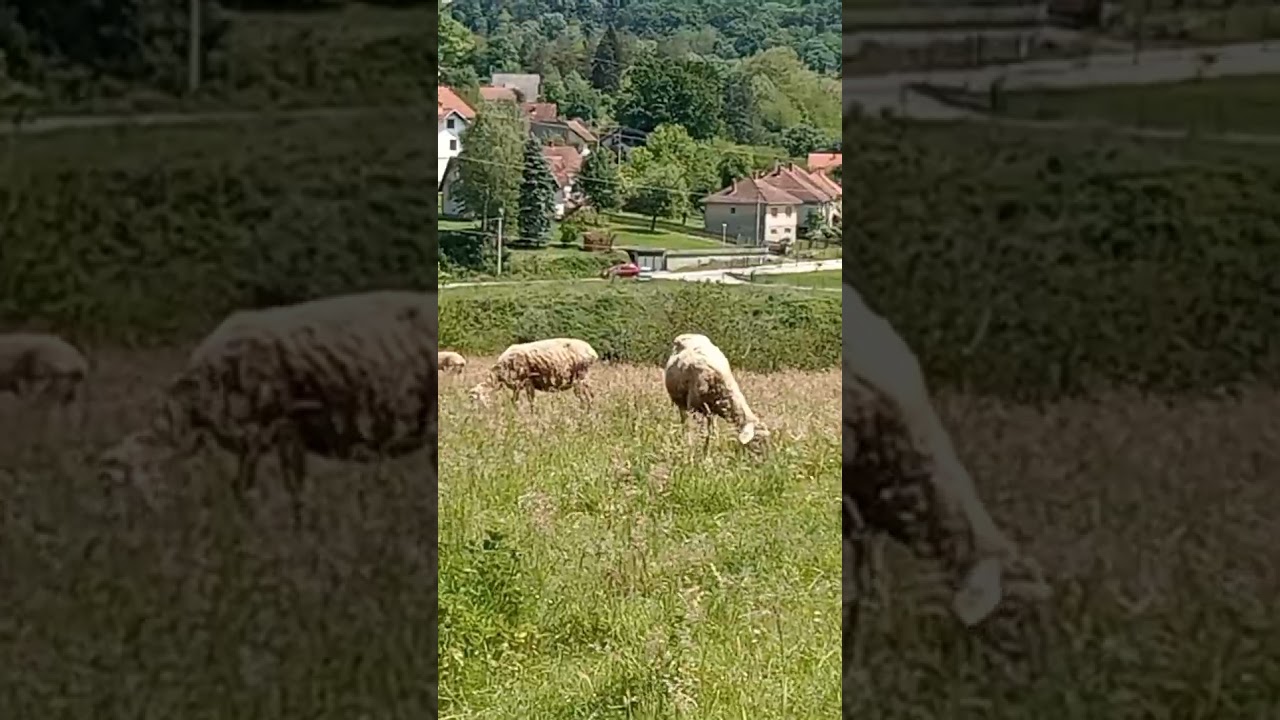 SUMADIJA OVCE 🇷🇸☕