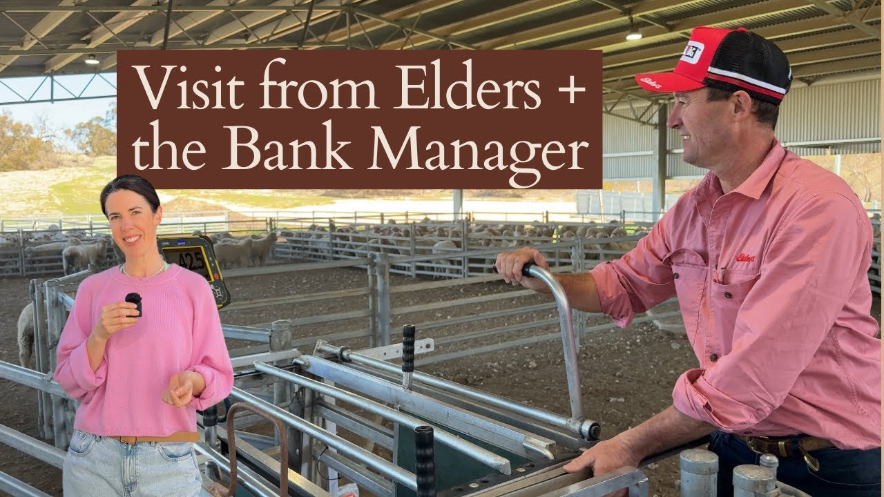 Elders come out to Weigh the Crossbred Lambs, plus a visit from the Bank Manager
