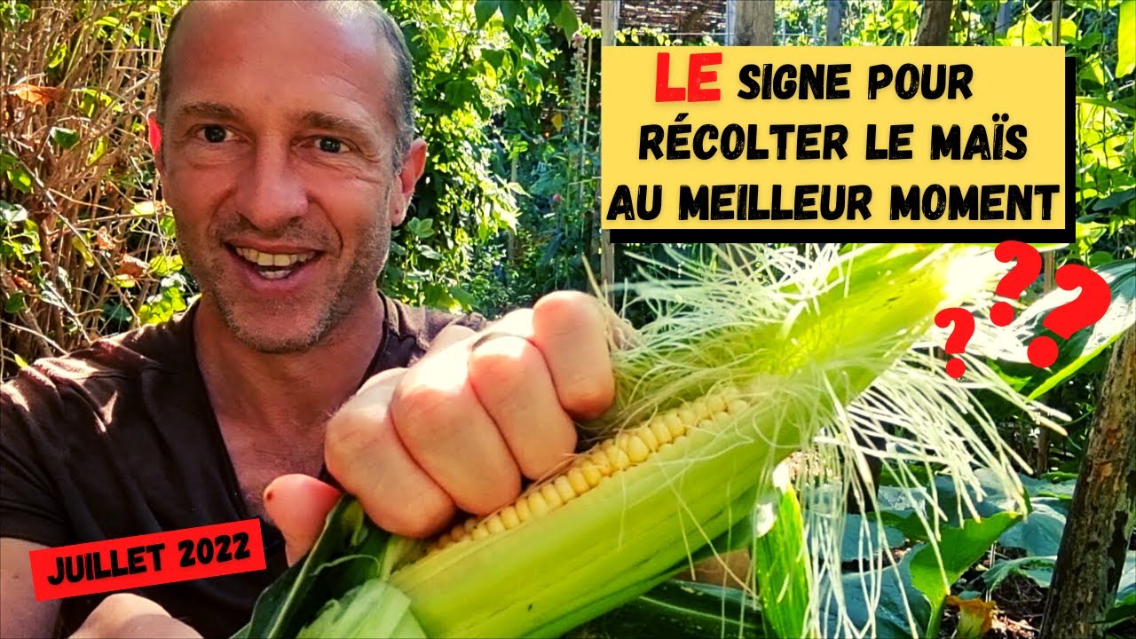 Comment récolter le maïs au bon moment ?
