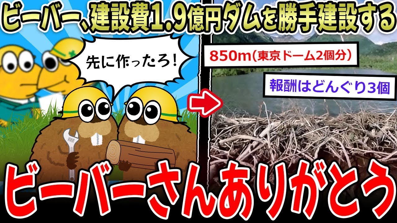 【益獣】ビーバーが勝手に1.9億円のダムを作ってしまったｗｗｗ