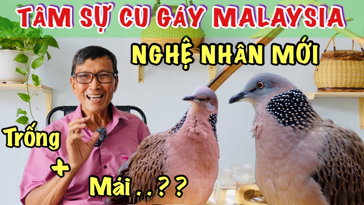 🔴 Sai lầm khi đoán cu gáy trống mái