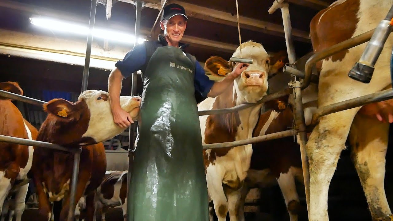 1 SOIR A LA FERME pour la traite des vaches + veaux qui boivent du lait