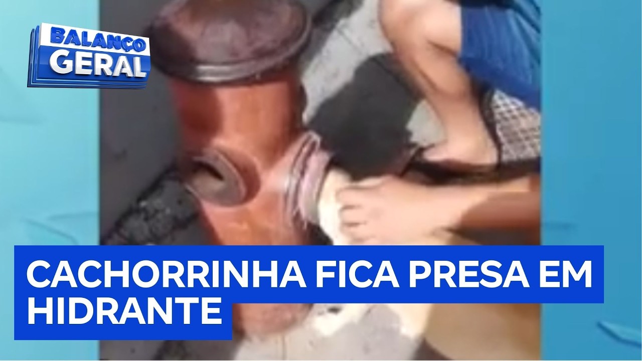 Cachorrinha é resgatada após ficar entalada em hidrante durante brincadeira