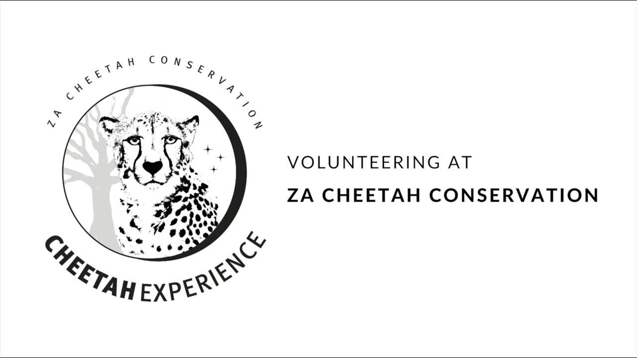 A Day in the Life of a Volunteer at ZA Cheetah Conservation