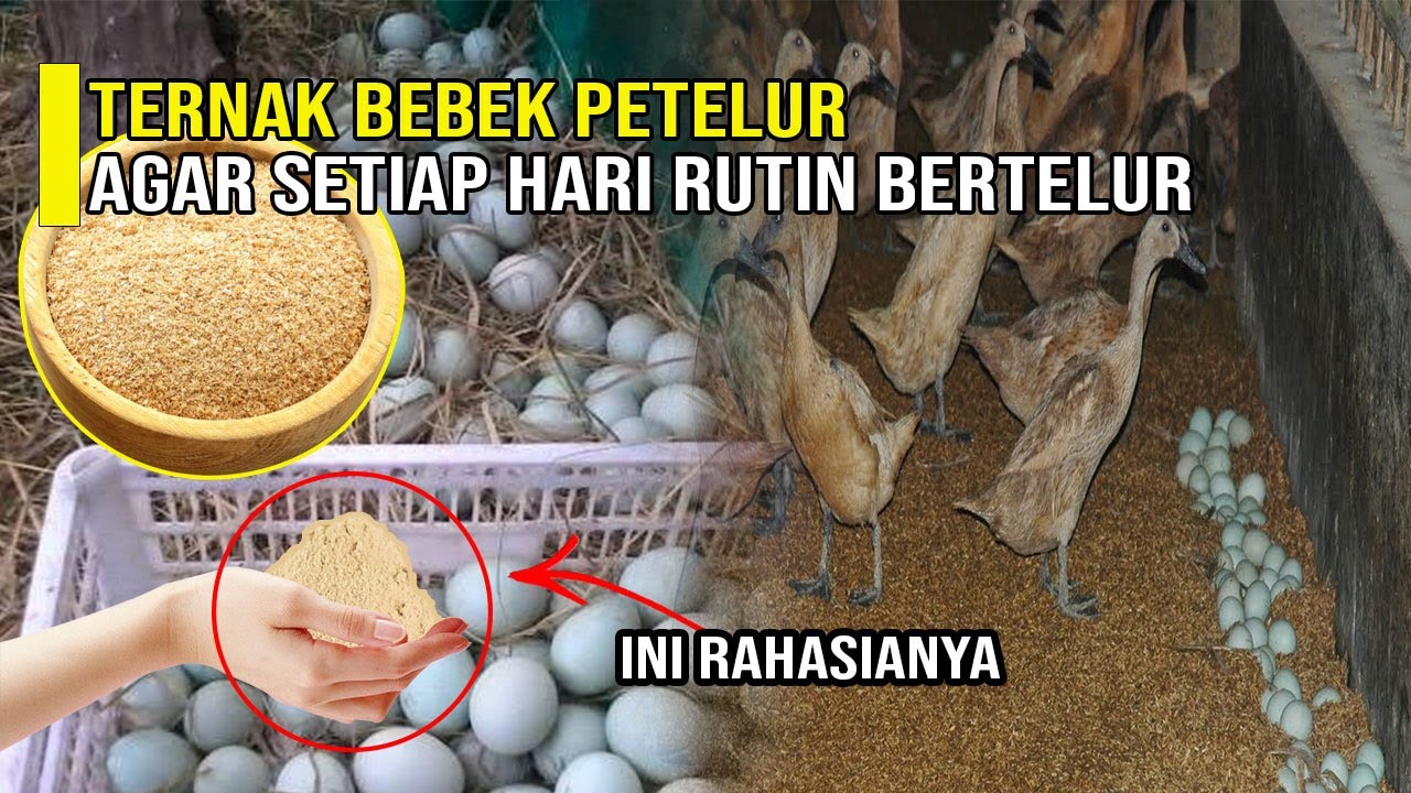 CARA TERNAK BEBEK PETELUR AGAR SETIAP HARI RUTIN BERTELUR