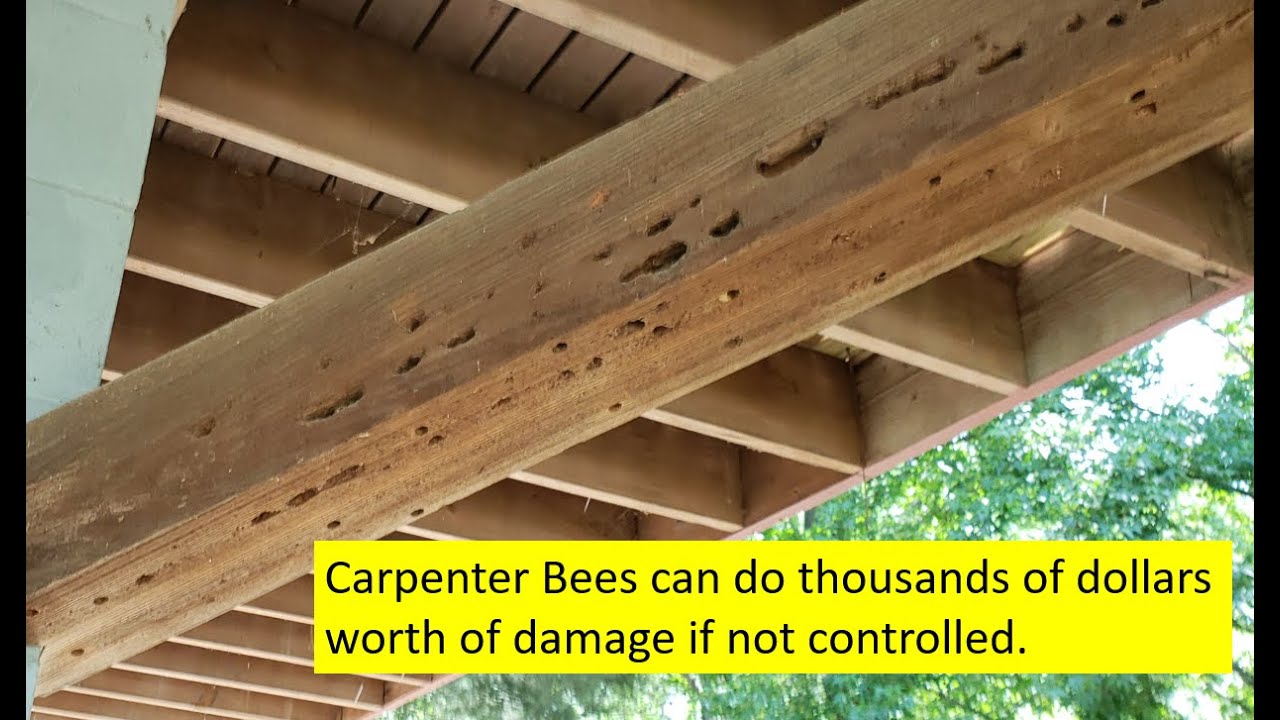 How Carpenter Bee Damage Can Wreck Your Home