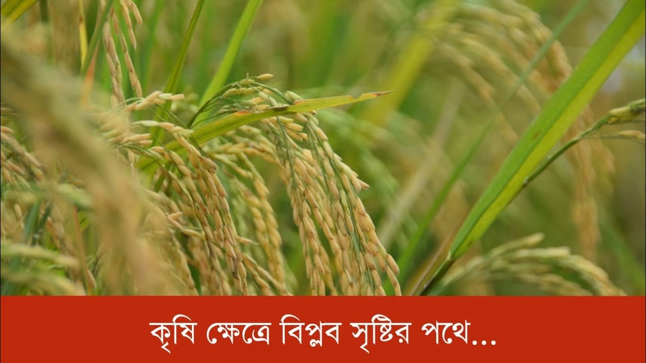 খরা ও বন্যা প্রবণ এলাকায় কৃষি ক্ষেত্রে 'বিপ্লব' সৃষ্টির পথে 'সুভাষিণী, লছমন্তি, মুসাফির ও ইরাবতী'