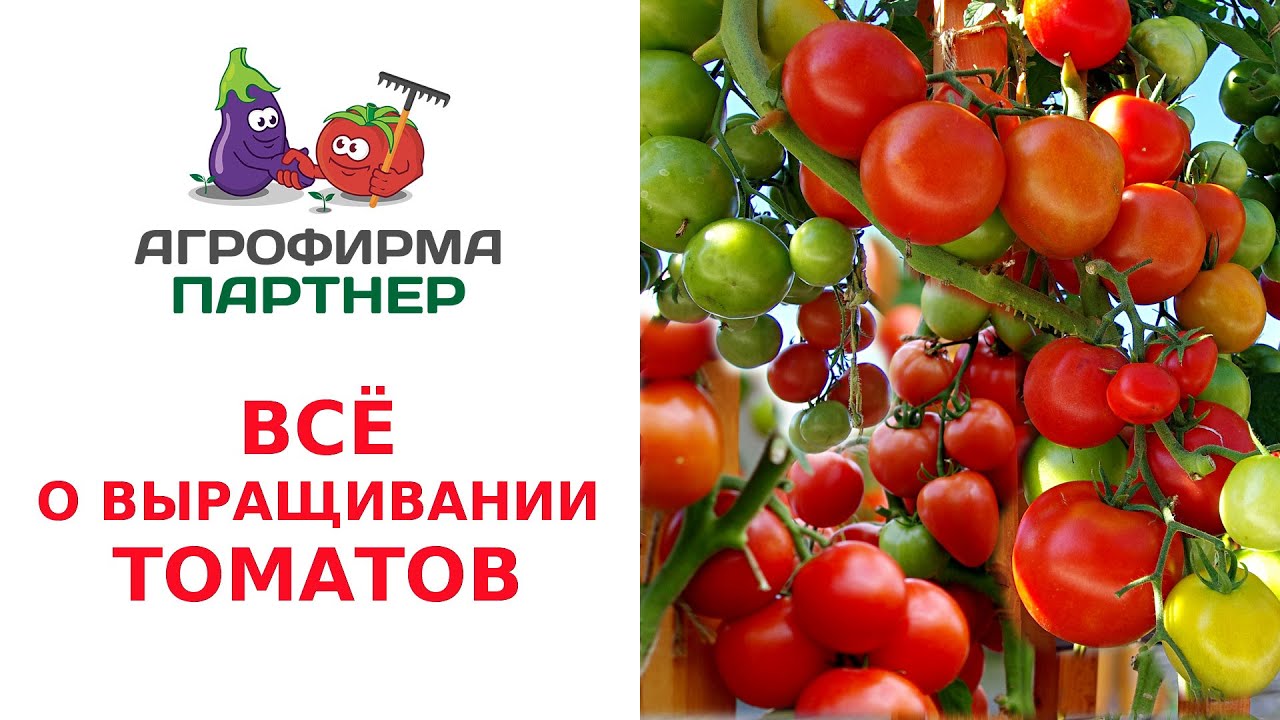 ВСЕ О ВЫРАЩИВАНИИ ТОМАТОВ
