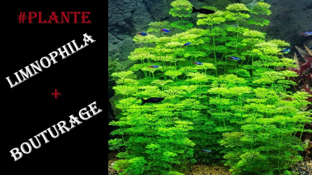 #Plante Limnophila + bouturage
