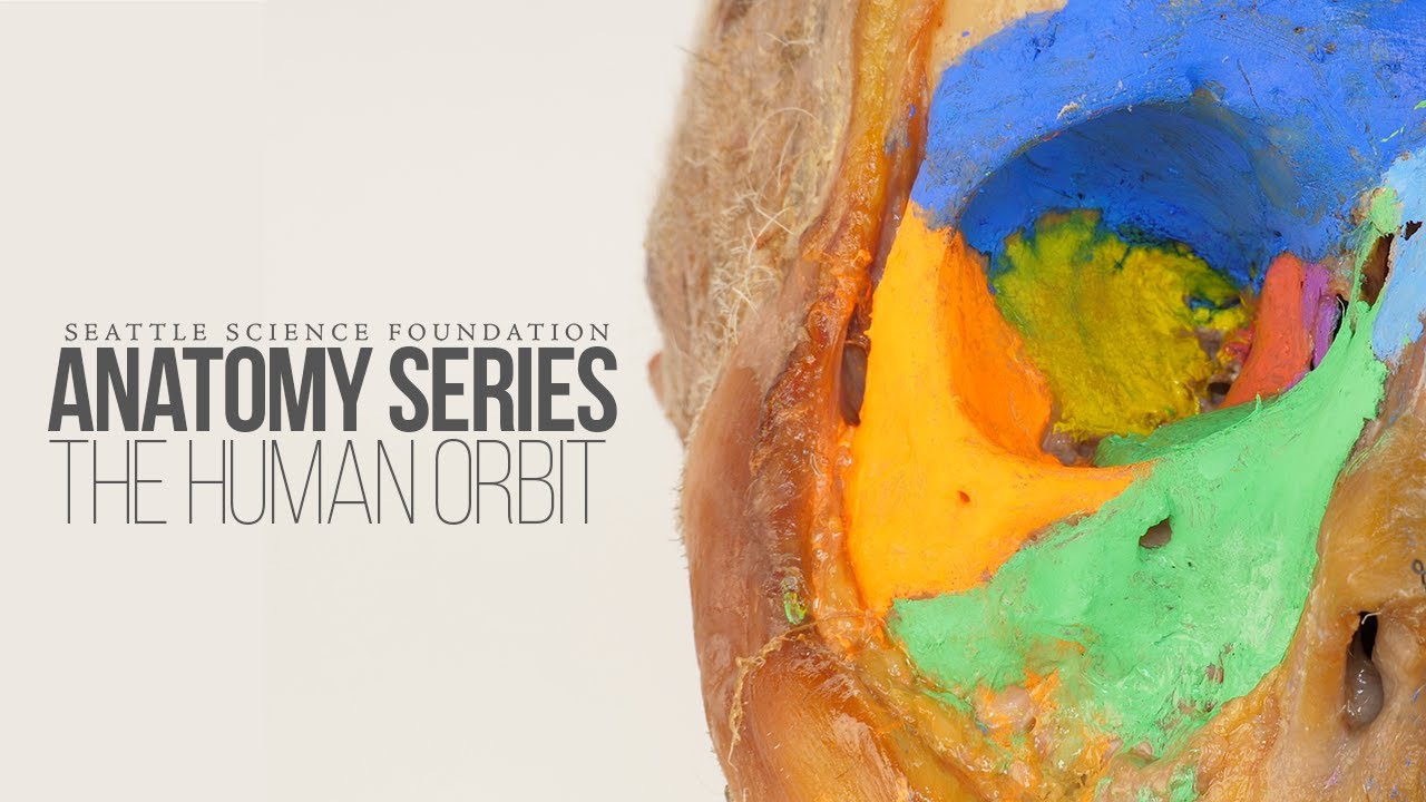 Anatomy Series - The Human Orbit