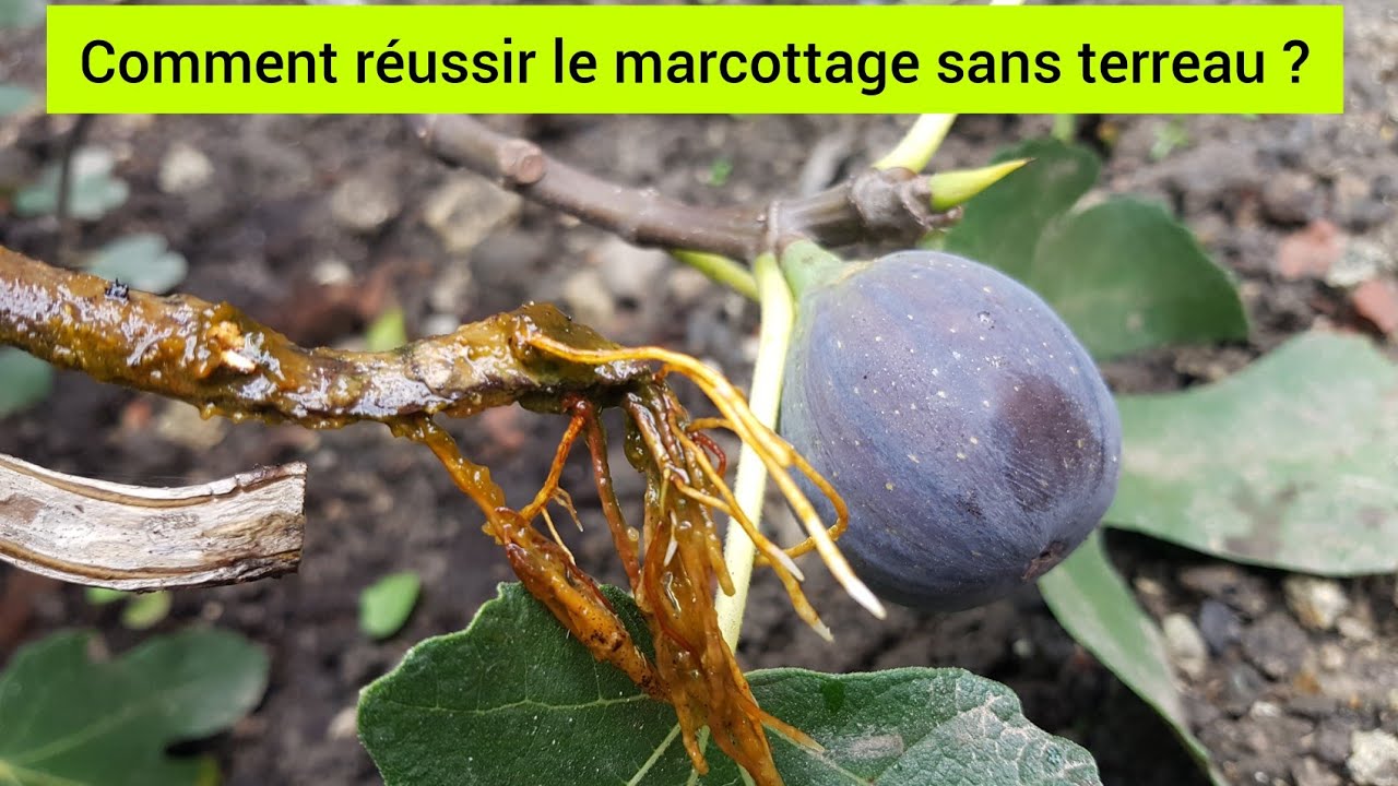 Comment marcotter le figuier par l'eau ? 2022