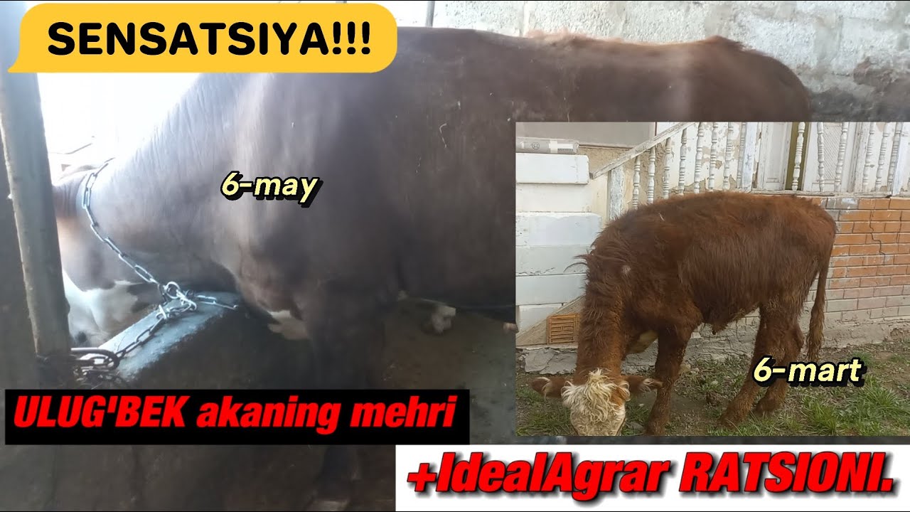 2 oyda SENSATSIYA: buqani holatini ko'ring! #idealagrar #chorva #ratsion #daromad #namangan