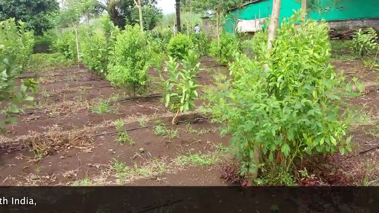 ಶ್ರೀಗಂಧದ ಕೃಷಿ ಸಲಹೆಗಳು | Sandalwood Farming tips