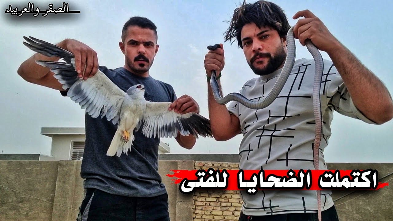 جمع الضحايا للفتى الصغير _ صيد اخر صقر / مهمة الحيوانات المفترسة ( 37 )