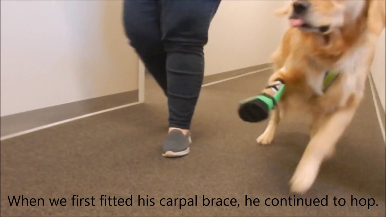 Coach the Golden Retriever with custom My Pet's Carpal Brace