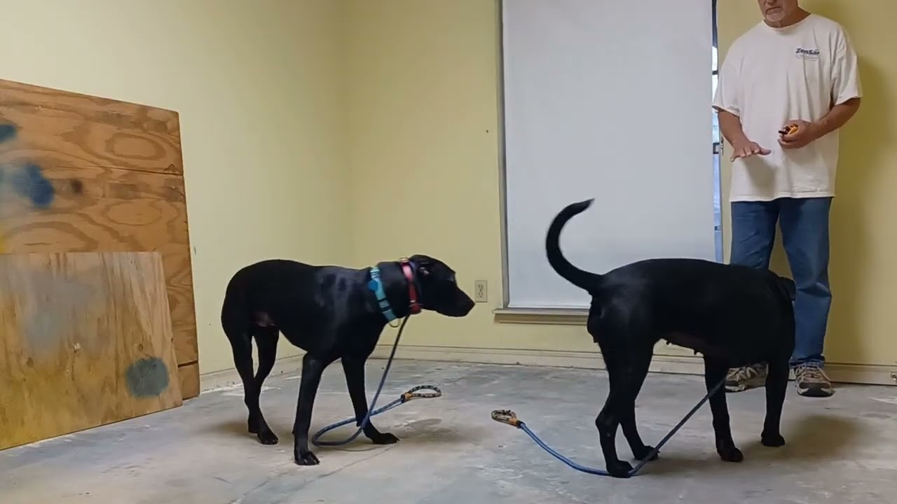 Working with Ekko & Midnight