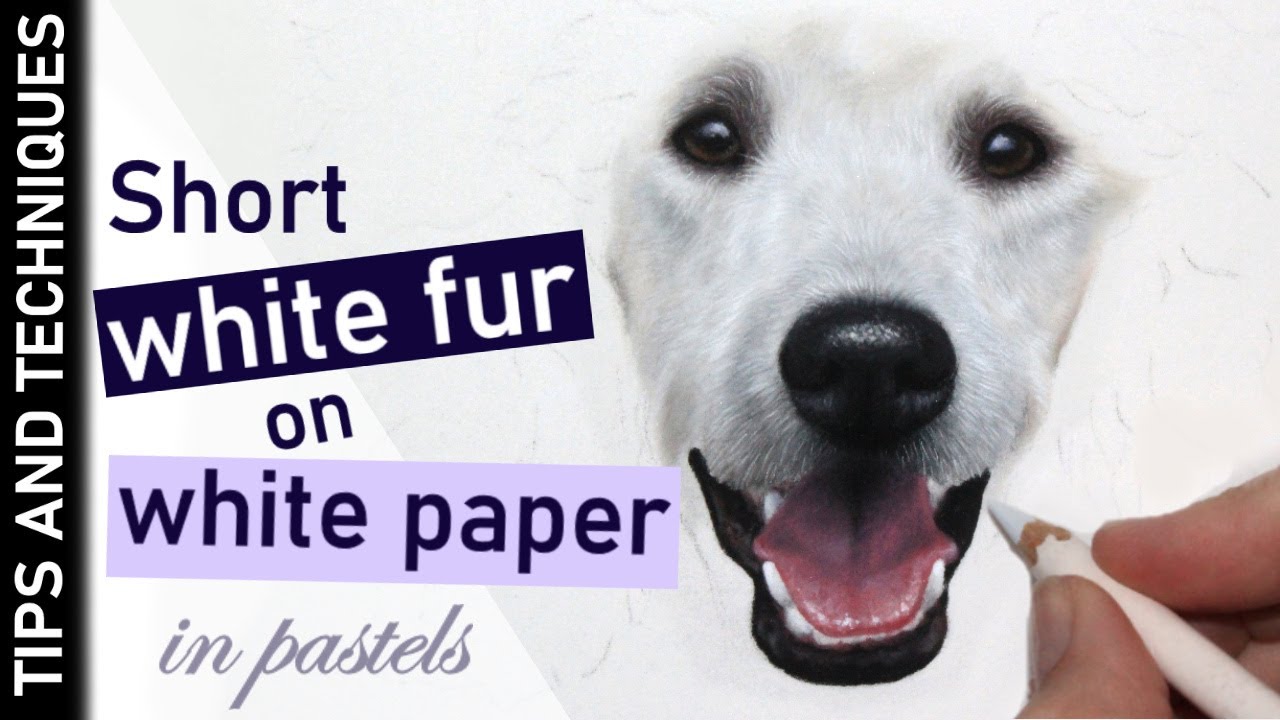 How to draw short white fur on white paper in pastels | White Poodle drawing
