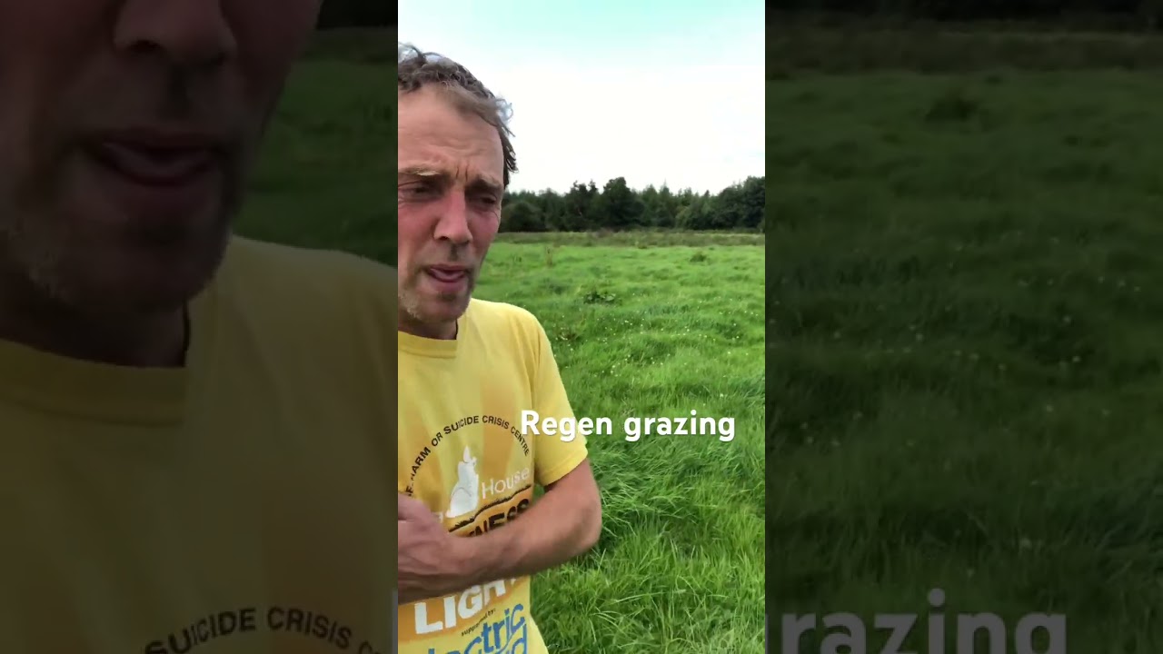 Regrowth after long grass was grazed and trampled