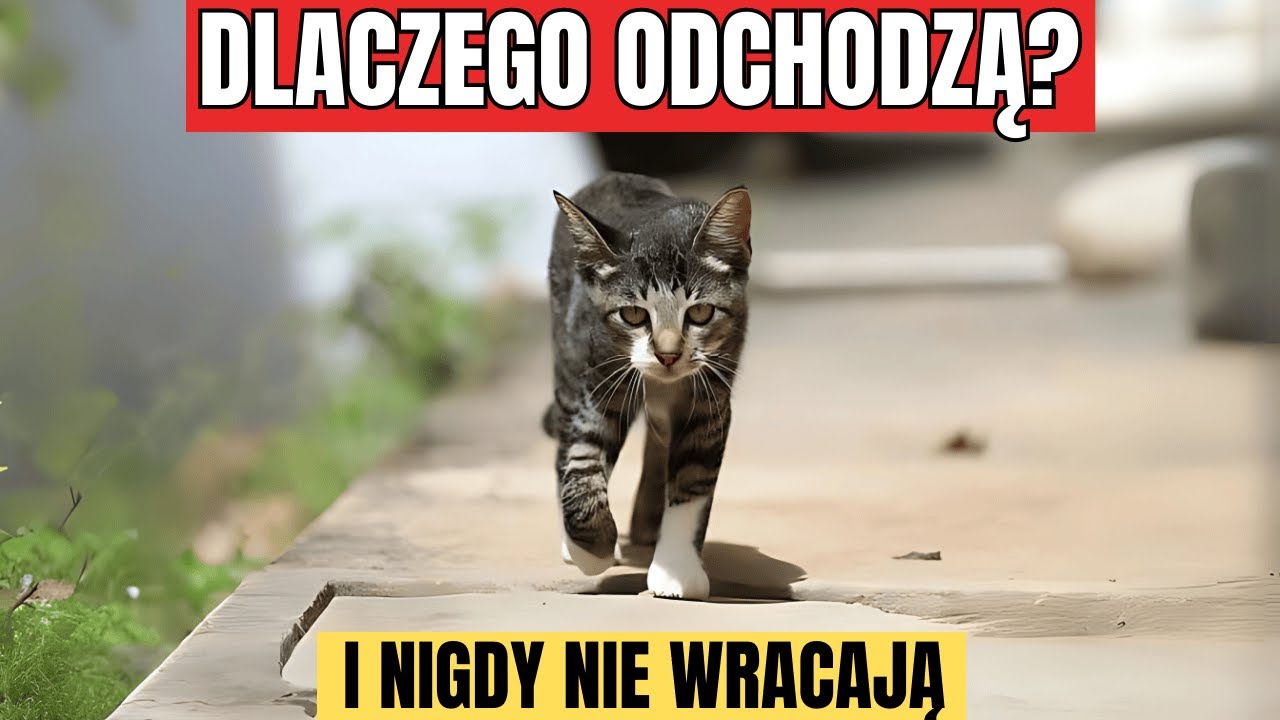 Dlaczego kot odchodzi z domu i już nie wraca? Powody, których nie znałeś