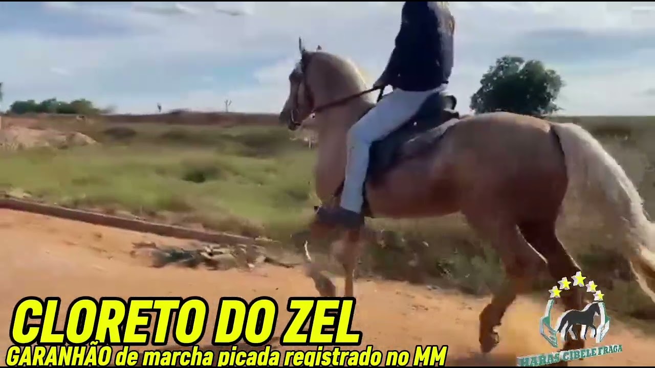 CLORETO DO ZEL Garanhão de marcha picada registrado no MM