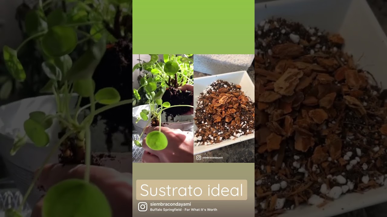 Sustrato ideal #siembracondayami #plantasdeinterior #comocuidardeplantas