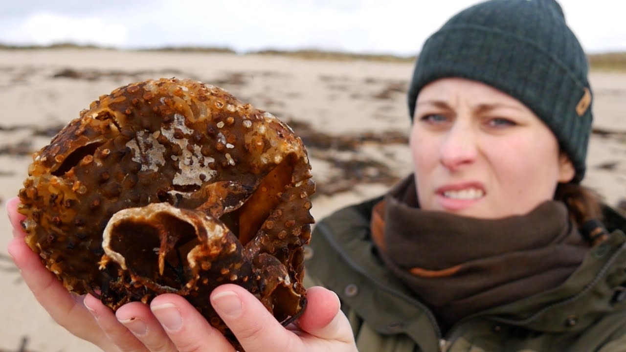 J'AI TROUVÉ UN TRUC MORT SUR LA PLAGE
