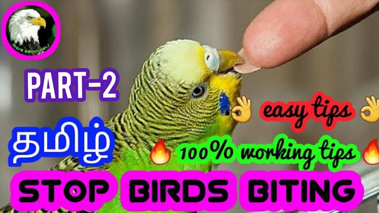 What to do when your bird bites you | tamil | more about pets | MAP |