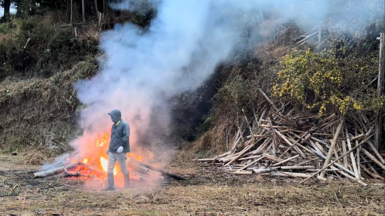 いつのまにか冬〜荒廃した孟宗竹林の整備４年目2025/12/17−01