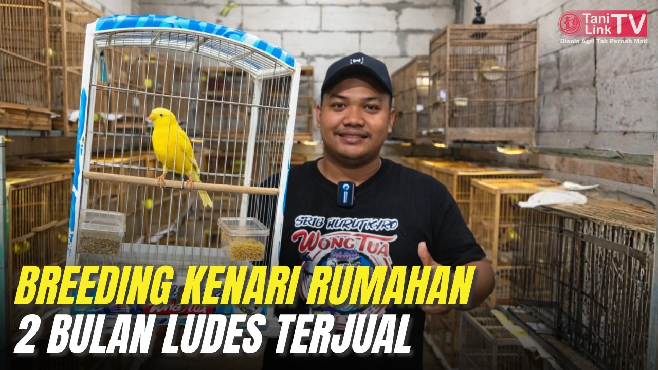 Modal Kenari 5 Ekor, Kini Jual Rp250 Ribu – 1 Juta/Ekor!