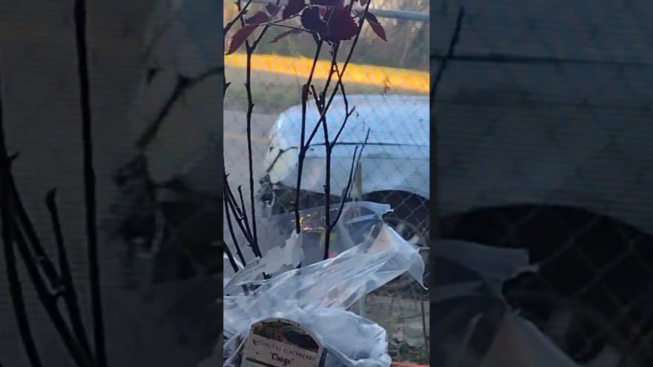 My Backyard is Getting a Berry Upgrade 