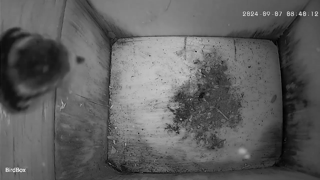 Fat bird or a small hole? #nestbox #nestboxcamera #birds #bluetit