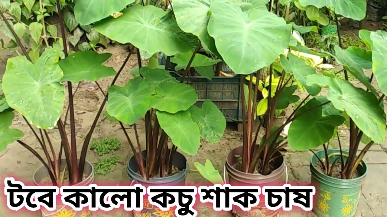 কচু শাক চাষ। টবে কালো কচু শাক চাষ। Taro। black taro plant ।