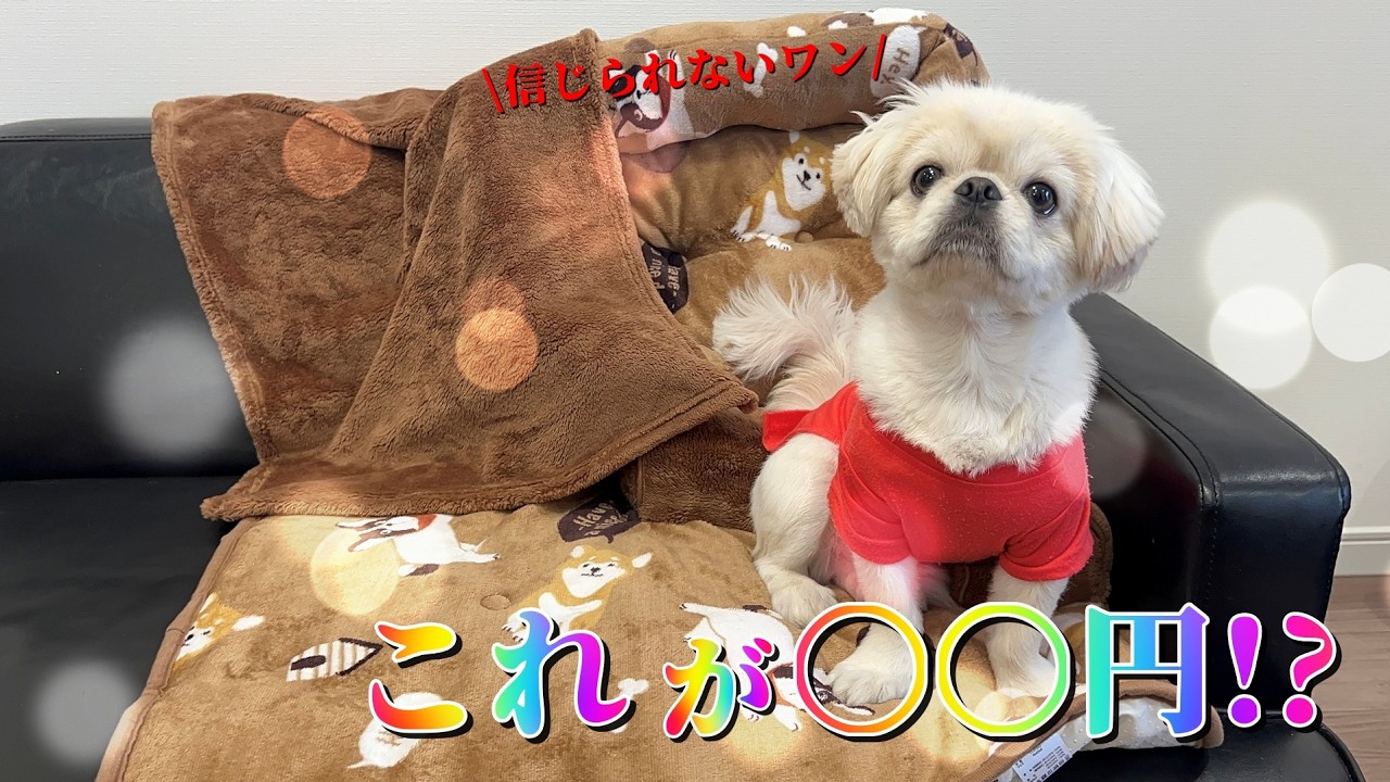 『11か月のペキチワ