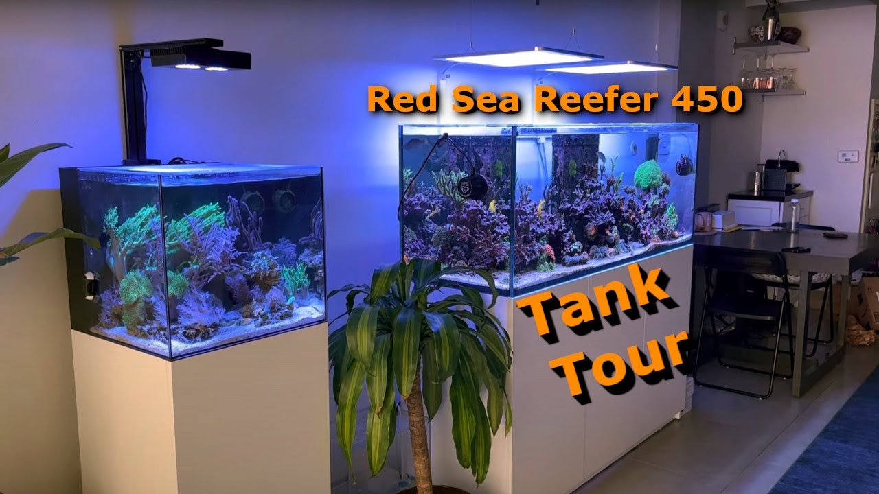 RedSea Reefer 450 - SPS Dominant Tank Brief Tour of Corals