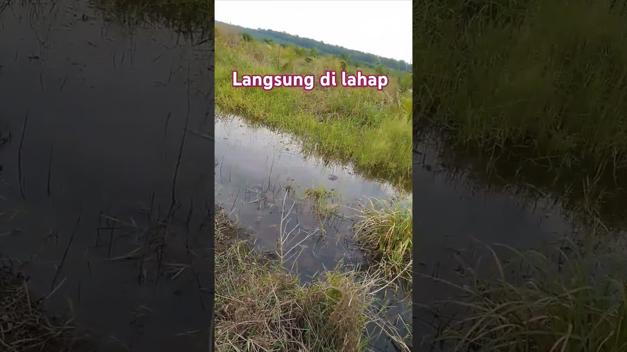 Pake umpan sotflure memang 👍👍👍 #salamsatuhobi #mancing #ikan #menyala #abangku