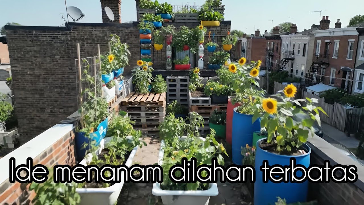 Ide menanam dilahan terbatas dikota || menanam dilahan sempit #menanamsayuran
