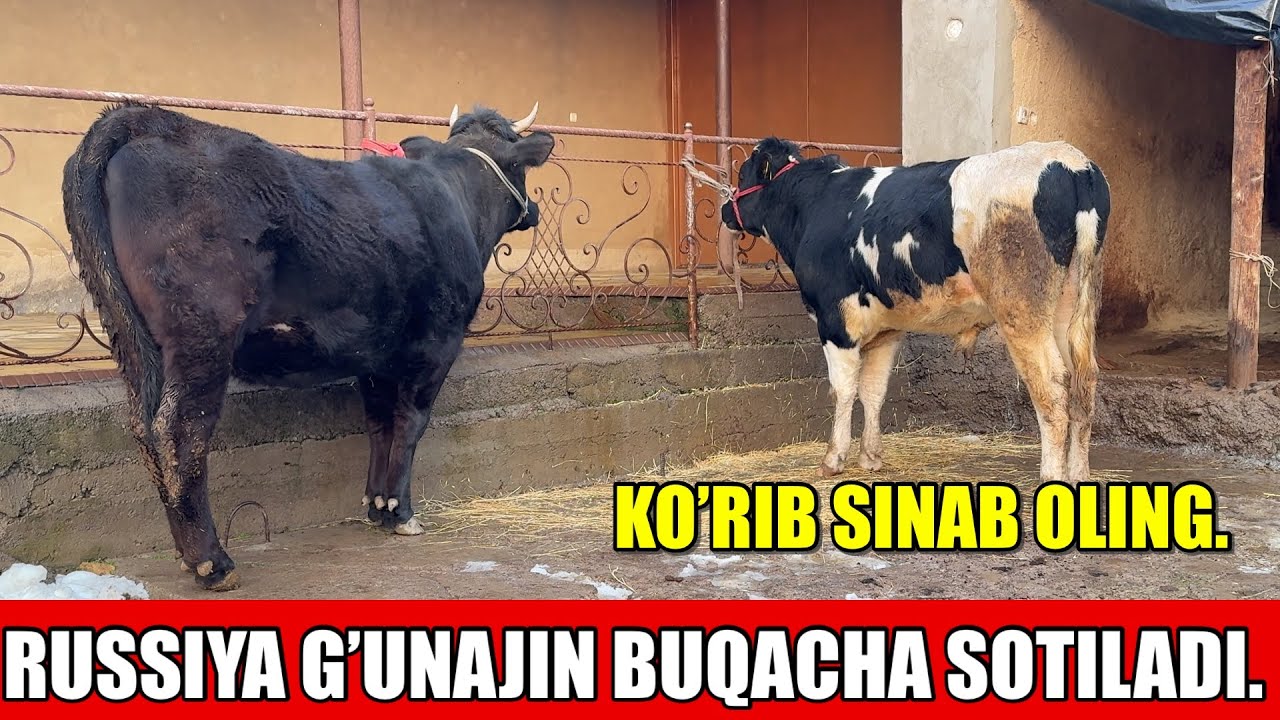 RUSSIYA BUQACHA G’UNAJIN SOTILADI.
