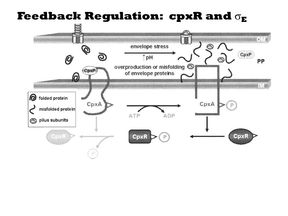 Why transcriptional control?
